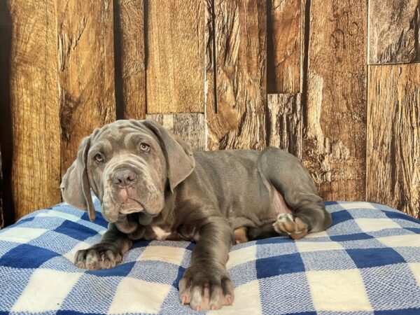 Neapolitan Mastiff DOG Female Blue 22023 Petland Fort Myers, Florida