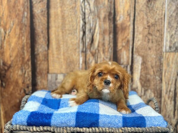 Cavalier King Charles Spaniel DOG Male Ruby 22032 Petland Fort Myers, Florida