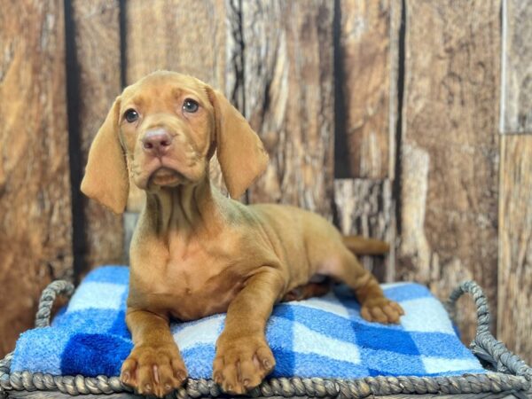 Vizsla DOG Female Red 22013 Petland Fort Myers, Florida