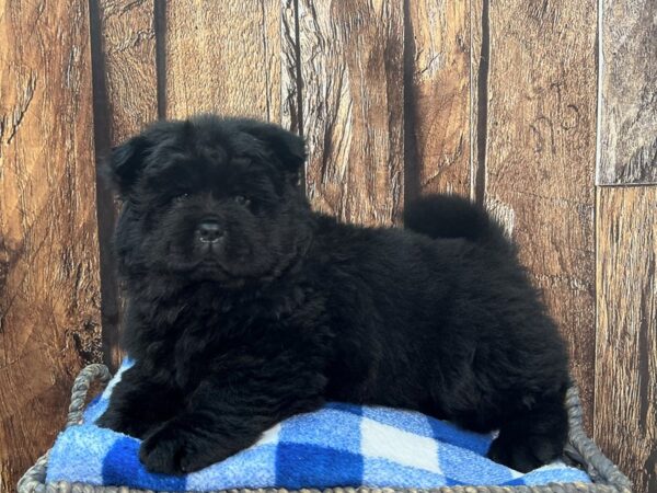 Chow Chow-DOG-Female-Black-22010-Petland Fort Myers, Florida