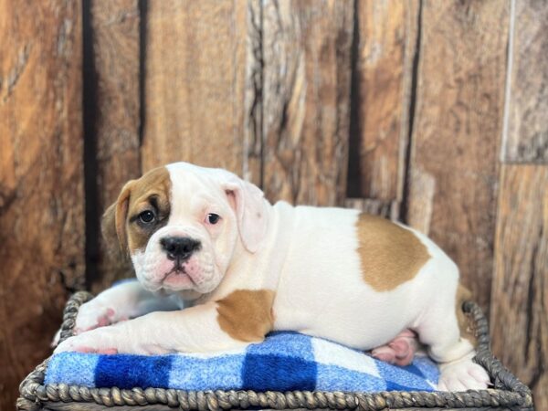 Olde Bulldog DOG Female Grey & White 22033 Petland Fort Myers, Florida