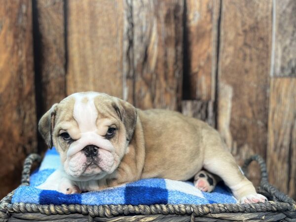 Bulldog-DOG-Male-Fawn Merle-22012-Petland Fort Myers, Florida