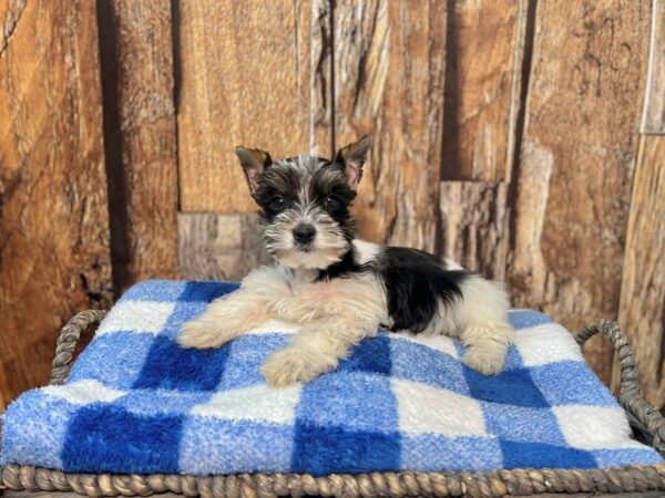 Schnorkie-DOG-Female-Black & White-22014-Petland Fort Myers, Florida