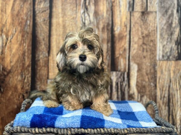 Poovanese DOG Male Apricot/Sable 22015 Petland Fort Myers, Florida