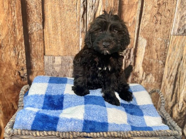 Whoodle DOG Female Sable 22019 Petland Fort Myers, Florida