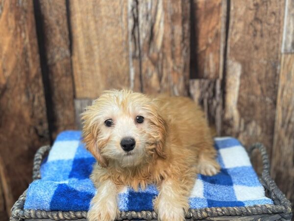 Goldendoodle Mini F1b-DOG-Female-Apricot-22017-Petland Fort Myers, Florida