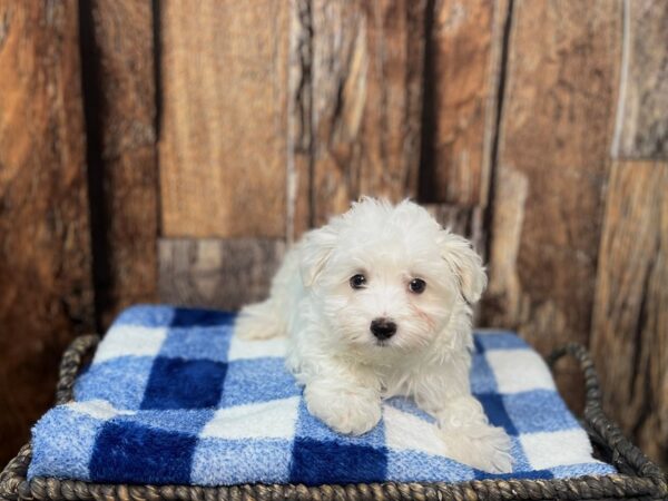 Maltese DOG Male White 22029 Petland Fort Myers, Florida