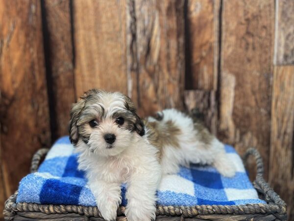 Hava Chon-DOG-Male-Chocolate-22020-Petland Fort Myers, Florida