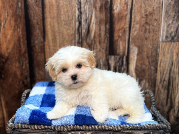 Hava Apso-DOG-Male-Buff & White-22022-Petland Fort Myers, Florida