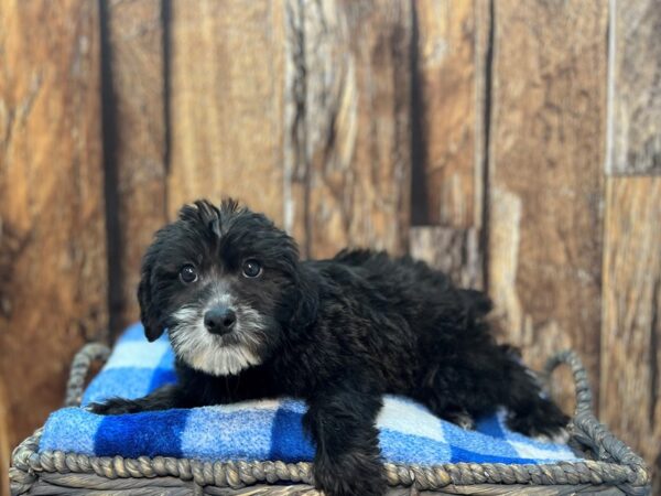 Whoodle-DOG-Female-Sable-22018-Petland Fort Myers, Florida