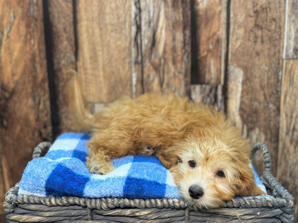 Goldendoodle Mini F1b-DOG-Male-Apricot-22016-Petland Fort Myers, Florida