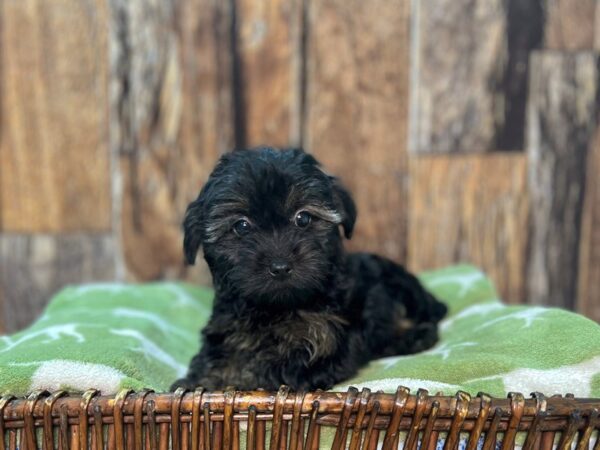 Yorkie-Poo-DOG-Female-Black & Tan-22035-Petland Fort Myers, Florida