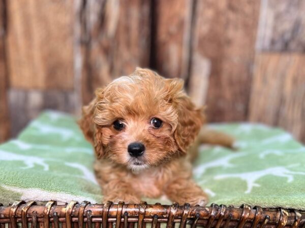 Cava Poo-DOG-Female-Ruby-22037-Petland Fort Myers, Florida