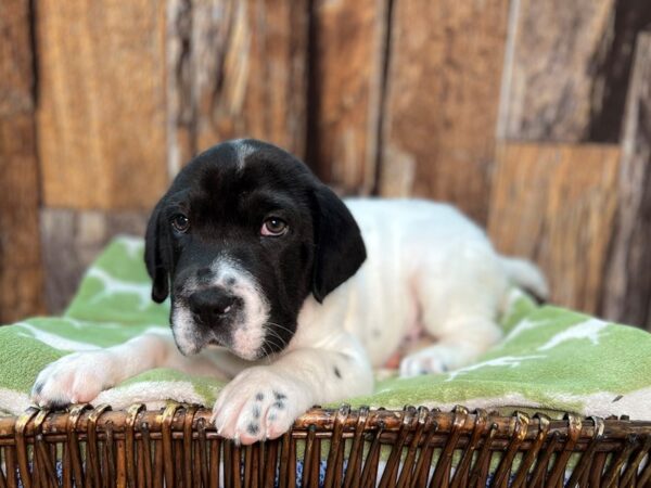 Sharpeagle DOG Male Black & White 22040 Petland Fort Myers, Florida