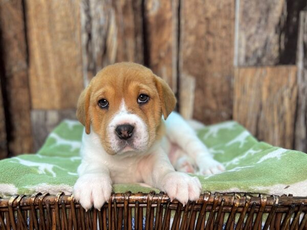 Sharpeagle DOG Male Brown & White 22039 Petland Fort Myers, Florida