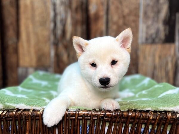 Shiba Inu DOG Female White & Cream 22046 Petland Fort Myers, Florida