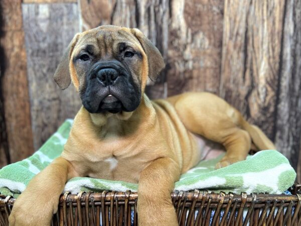 Bull Mastiff-DOG-Female-Fawn-22062-Petland Fort Myers, Florida