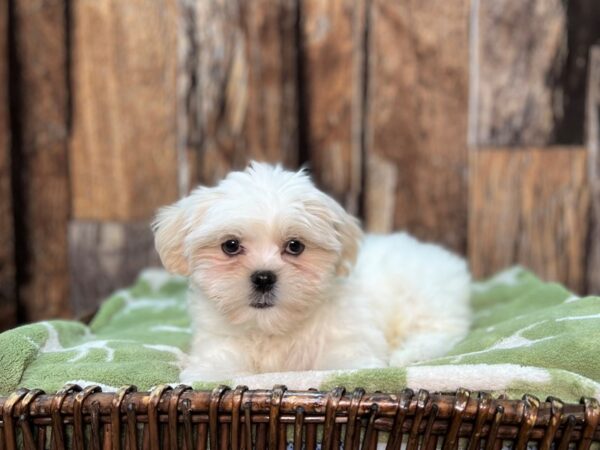 Hava Apso-DOG-Female-Buff & White-22043-Petland Fort Myers, Florida