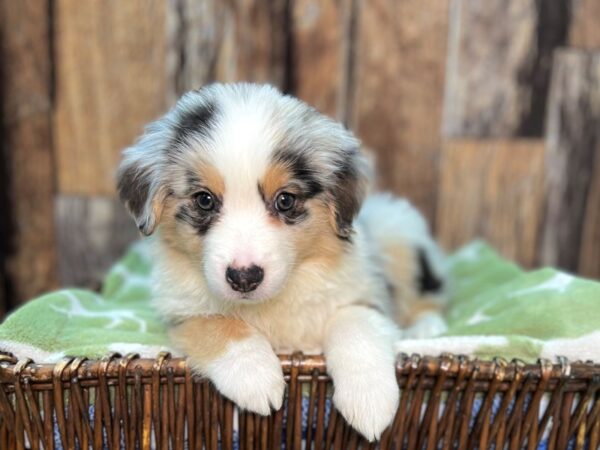 Miniature American Shepherd DOG Female Blue Merle 22045 Petland Fort Myers, Florida