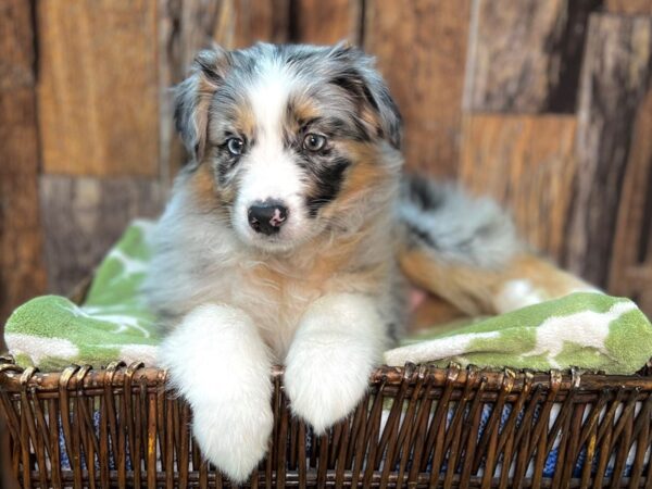 Australian Shepherd DOG Male Blue Merle 22047 Petland Fort Myers, Florida