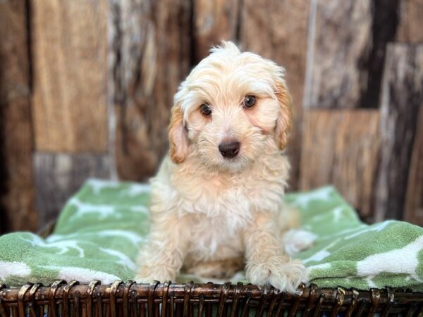 Cava Poo DOG Male Apricot/Sable 22051 Petland Fort Myers, Florida