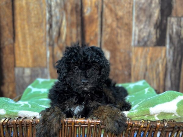 Cava Poo-DOG-Female-Black-22050-Petland Fort Myers, Florida