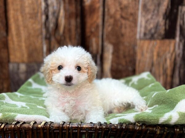 Poodle DOG Female Cream & White 22057 Petland Fort Myers, Florida