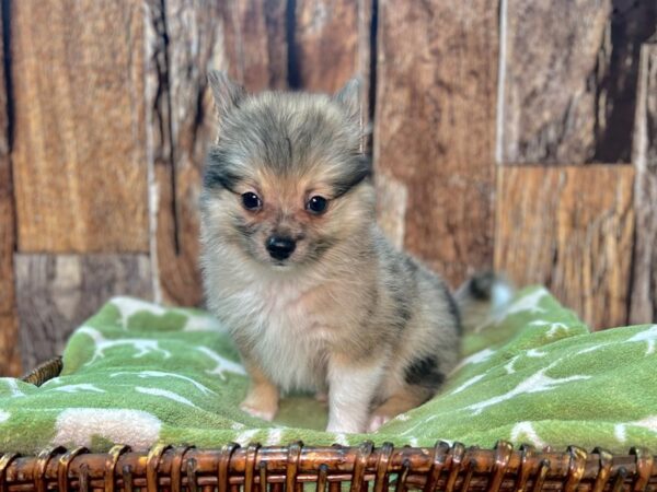 Pomchi-DOG-Male-Blue Merle-22055-Petland Fort Myers, Florida