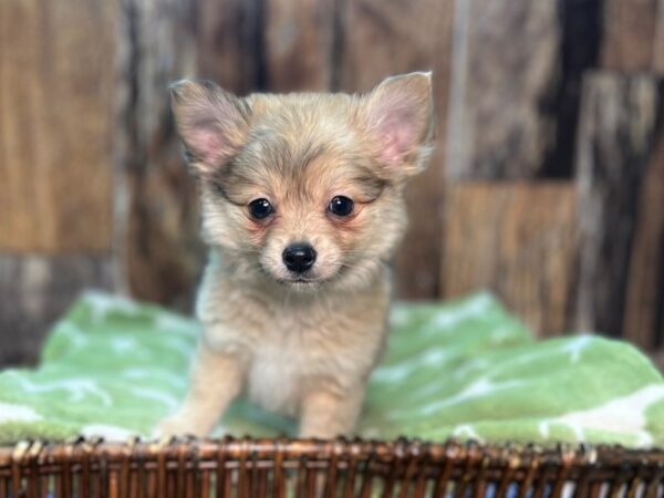 Pomchi-DOG-Female-Blue Merle-22056-Petland Fort Myers, Florida