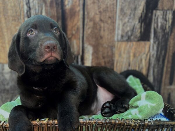 Labrador Retriever DOG Male Chocolate 22060 Petland Fort Myers, Florida