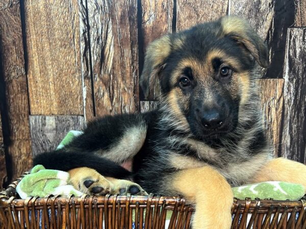 German Shepherd DOG Male Black & Tan 22052 Petland Fort Myers, Florida