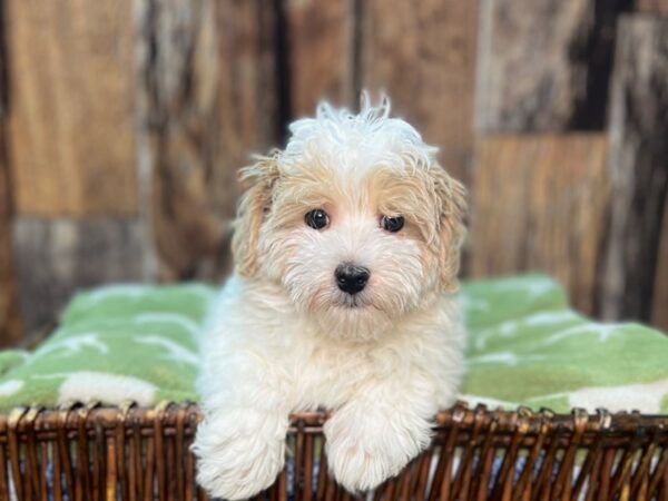 Malti Poo DOG Male Apricot/Parti 22036 Petland Fort Myers, Florida