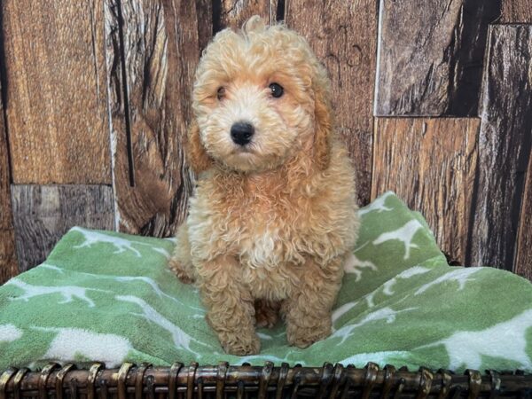 Poodle DOG Male Apricot 22049 Petland Fort Myers, Florida