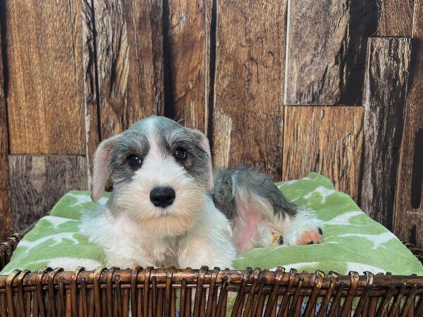 Miniature Schnauzer DOG Male Salt & Pepper, Parti 22058 Petland Fort Myers, Florida