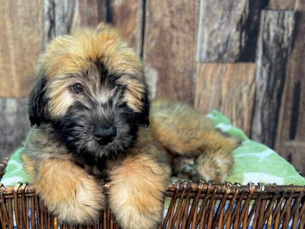 Soft Coated Wheaten Terrier DOG Male Wheaten 22054 Petland Fort Myers, Florida