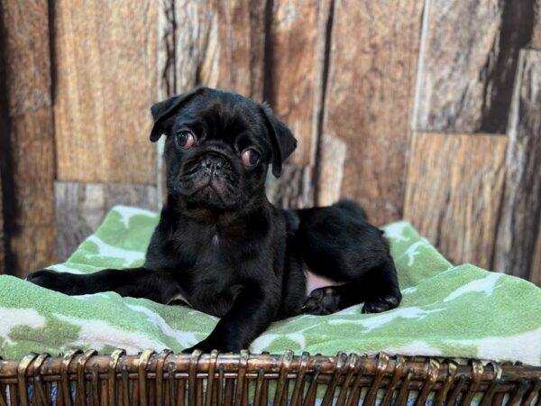 Pug DOG Female Black 22041 Petland Fort Myers, Florida