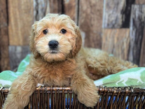 Goldendoodle DOG Female Red 22042 Petland Fort Myers, Florida