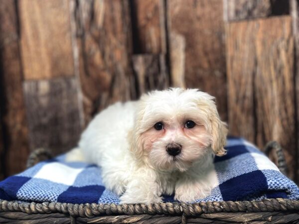 Teddy Bear DOG Female White & Tan 22075 Petland Fort Myers, Florida