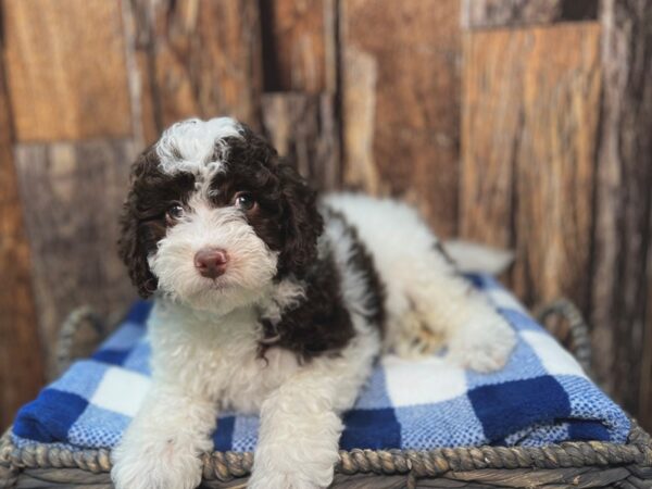 Springadoodle-DOG-Male-Chocolate & White-22085-Petland Fort Myers, Florida