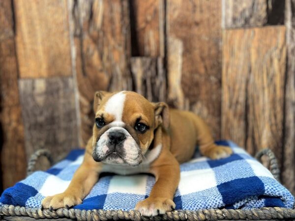 English Bulldog DOG Male Red & White 22066 Petland Fort Myers, Florida