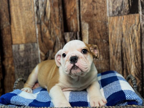 Bulldog-DOG-Male-Red & White-22096-Petland Fort Myers, Florida