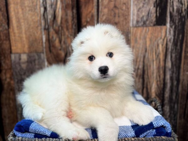 Samoyed DOG Female White 22084 Petland Fort Myers, Florida