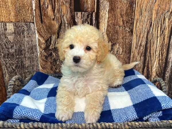 Bichonpoo-DOG-Male-Blonde & White-22065-Petland Fort Myers, Florida