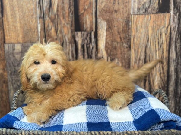 Goldendoodle Mini F1b DOG Male Apricot 22076 Petland Fort Myers, Florida