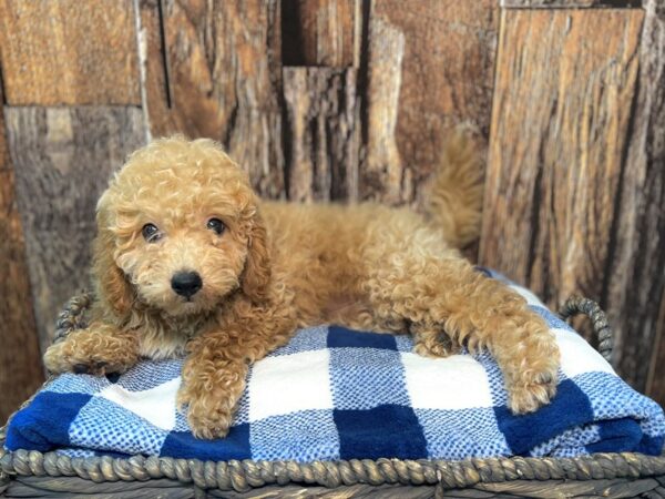 Goldendoodle Mini F1b-DOG-Female-Apricot-22080-Petland Fort Myers, Florida