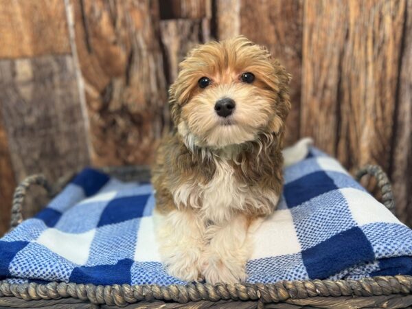 Poovanese DOG Male Red 22078 Petland Fort Myers, Florida