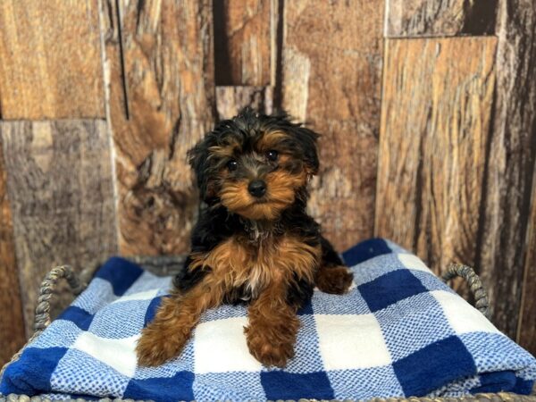 Yorkiepoo DOG Male B/R 22081 Petland Fort Myers, Florida