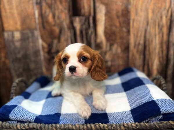 Cavalier King Charles Spaniel DOG Female Blenheim 22073 Petland Fort Myers, Florida