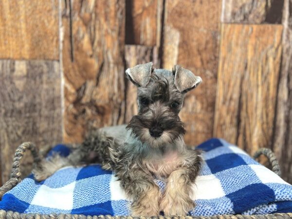 Miniature Schnauzer DOG Male Salt & Pepper 22077 Petland Fort Myers, Florida