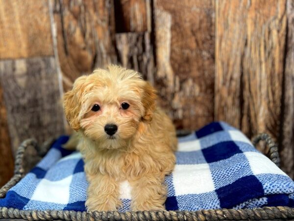 Poovanese DOG Female Red 22079 Petland Fort Myers, Florida